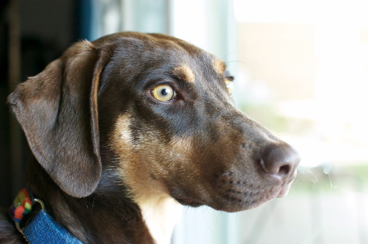 Photo of Rudy, a brown hound