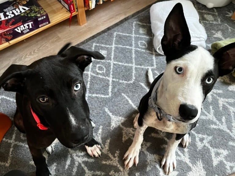 One black dog with one brown eye and one blue eye and a black and white dog with pointy ears and two blue eyes, both staring at the camera