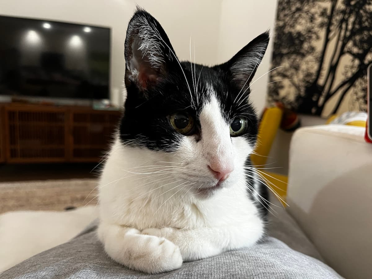 a tuxedo cat with green eyes looking away from the camera