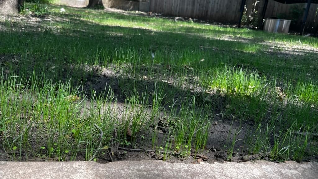 a low angle shot of sprouts of grass and clover